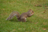 Grey Squirrel with Monkey Nuts 09