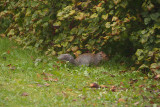 Young Grey Squirrel 31