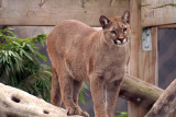 Puma Standing 06