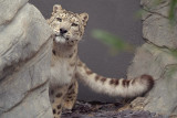 Snow Leopard 06