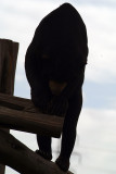 Malayan Sun Bear 30