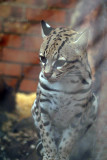 Brazilian Ocelot 04