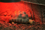 Radiated Tortoise Under Heat Lamp 02