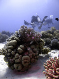 Divers Swimming Above Coral Bommies
