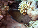 Giant Moray being Cleaned by Blue Stripe Cleaner Wrasse 03