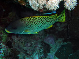 Blackspotted Sweetlips and Blue Streak Cleaner Wrasse - Plectorhinchus Gaterinus