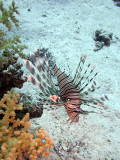 Common Lionfish from side - Pterois Volitans