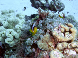 Two-Banded Anemonefish and Coral - Amphiprion Bicinctus