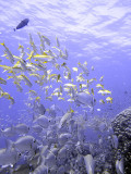 Converging Schools of Bigeye and Yellowfin Goatfish