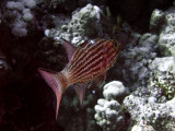 Crowned Squirrelfish - Sargocentron Diadema