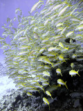 School of Yellowfin Goatfish - Mulloidichthys Vanicolensis 06