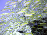 School of Yellowfin Goatfish - Mulloidichthys Vanicolensis 07