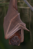 Little Red Flying Fox 25