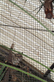 Little Red Flying Fox outside Cats Cage