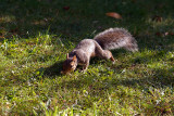 Grey Squirrel with Monkey Nuts 11