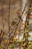 House Sparrows in Flowering Currant - Passer Domesticus 03