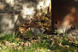 Young Grey Squirrel Amongst Autumn Leaves