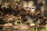 Young Grey Squirrel Amongst Autumn Leaves 09