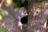 Young Grey Squirrel by Pear Tree 05