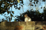 Young Grey Squirrel on Wall 03