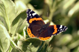 Red Admiral Resting 06