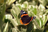 Red Admiral Resting 07