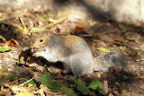 Young Grey Squirrel with Monkey Nut 05