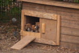 New Guinea Singing Dog Puppies 02