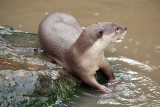 Smooth Coated Otter 08