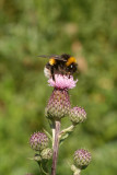 Buff-Tailed Bumble Bee on Thistle - Bombus Terrestris