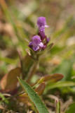 Purple Toadflax - Linaria Purpurea