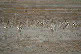 Black-Headed Gulls on the Beach 09