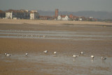 Black-Headed Gulls on the Beach 10