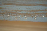 Black-Headed Gulls on the Beach 16