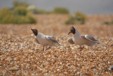 Black Headed Gulls on Shingle 03