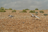 Black Headed Gulls on Shingle 04
