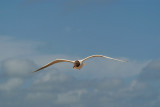 Flying Black Headed Gull 01