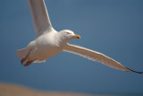 Flying Gull 01