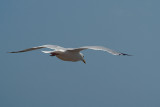 Flying Gull 02