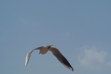 Flying Gull 03