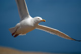 Flying Gull 09