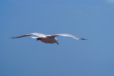 Flying Gull 10