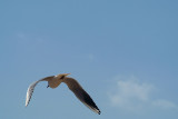 Flying Gull 11