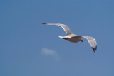 Flying Gull 12