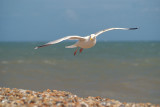 Flying Gull 15