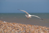 Flying Gull 16