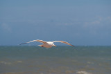 Flying Gull 17