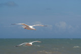 Flying Gulls 02
