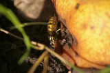 Wasp Feeding on Fallen Pear 33