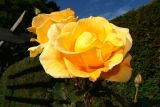 Yellow Rose of Whitfield